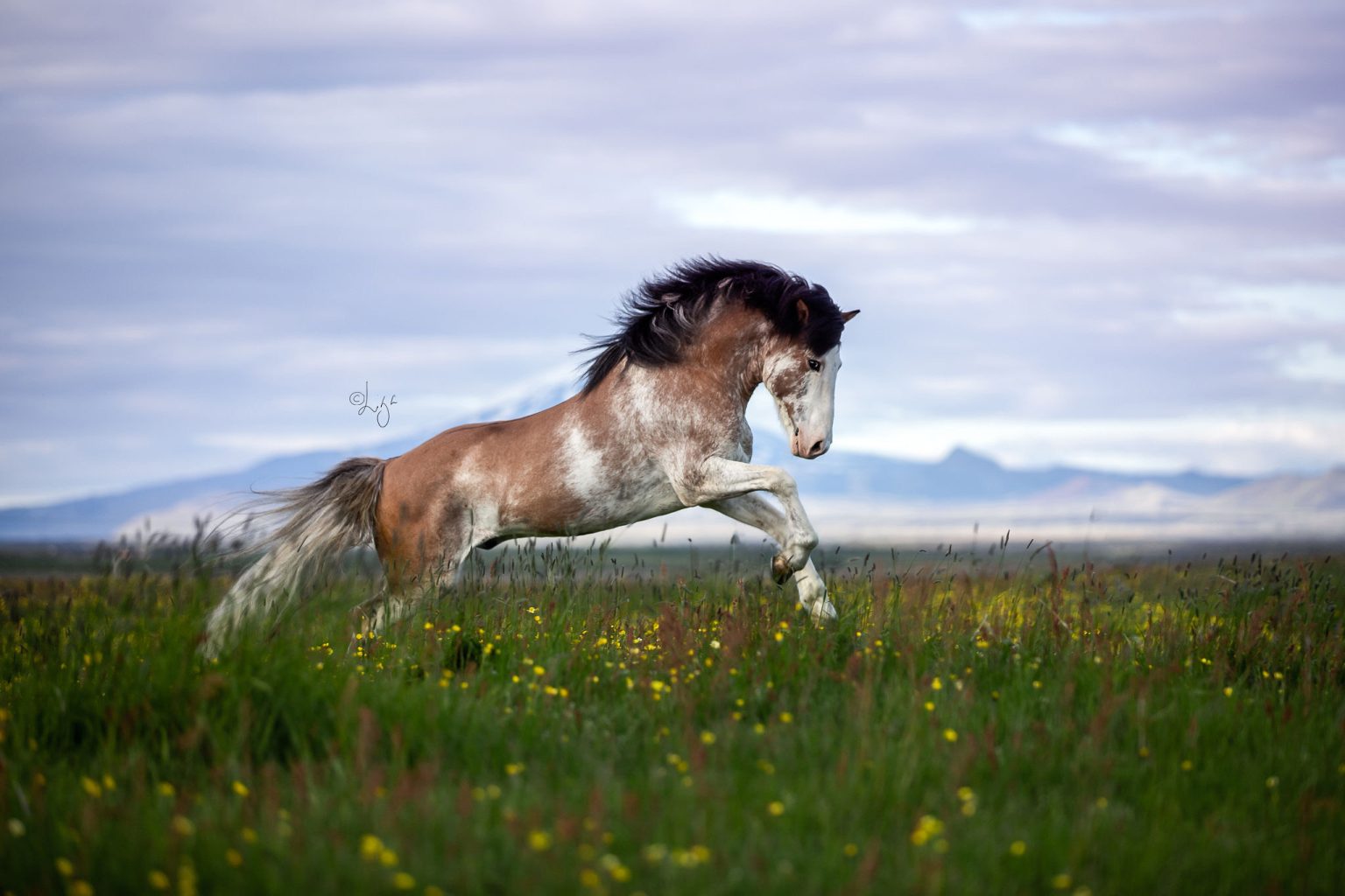 Colorform Stallion Stallions – Digital Agency