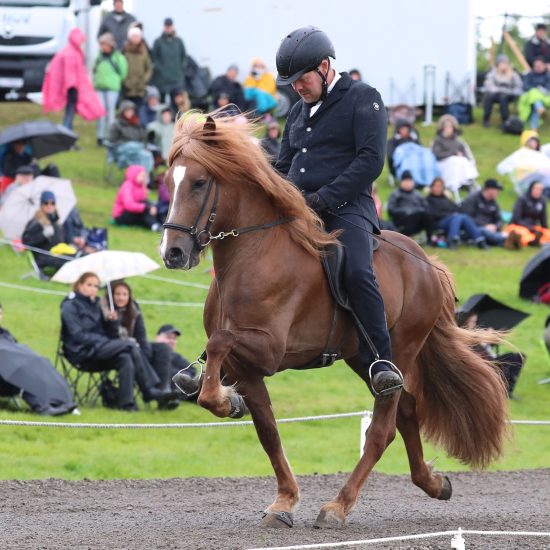 Adrian Frá Gardshorni Tölt 1