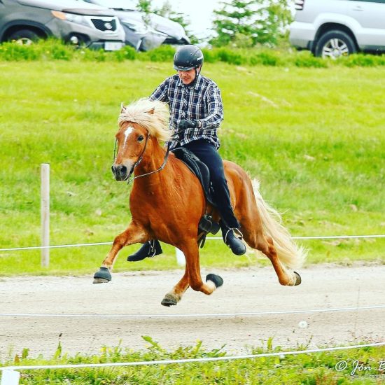 Kastor Frá Gardshorni Pace