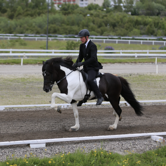Þráinn frá Flagbjarnarholti Trot